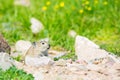 A plateau pika looks out curiously above the stone. Royalty Free Stock Photo